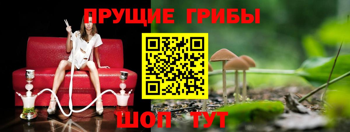 Псилоцибиновые грибы мицелий Саранск